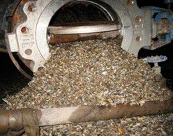 Mussels in pipes